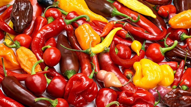13 Tips For Making Delicious Enchilada Sauce