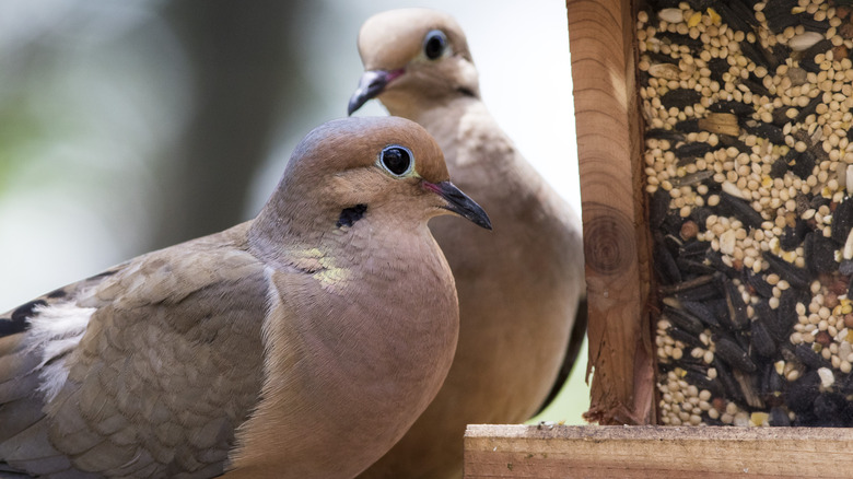 What Kind of Bird Feeder Do Doves Like: Ultimate Guide for Attracting Them