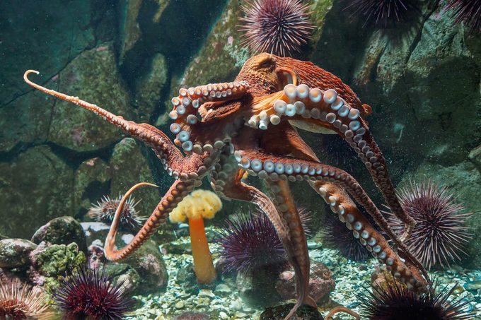 Giant Pacific octopus