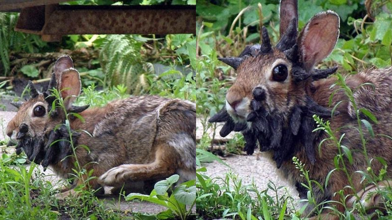 Warning as ‘Frankenstein’ Rabbits With Spike-Like Growths Spotted in ...