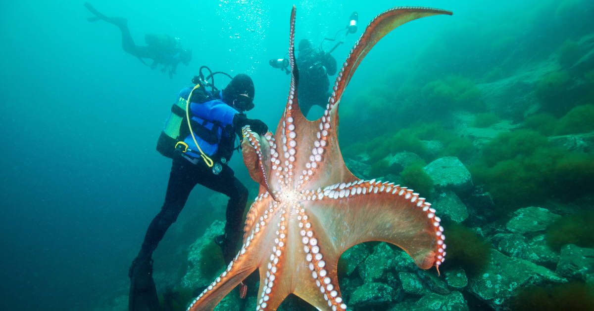 Excited Giant Octopus Drags an Author Into Her Tank — and Flaunts Her ...