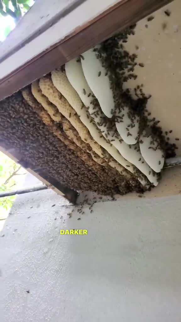 You Won't Believe the Size of This Beehive Under the Floor!