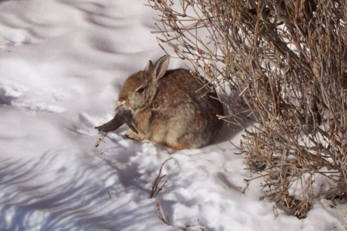 ‘Zombie’ rabbits with black horns and mouth tentacles are invading ...