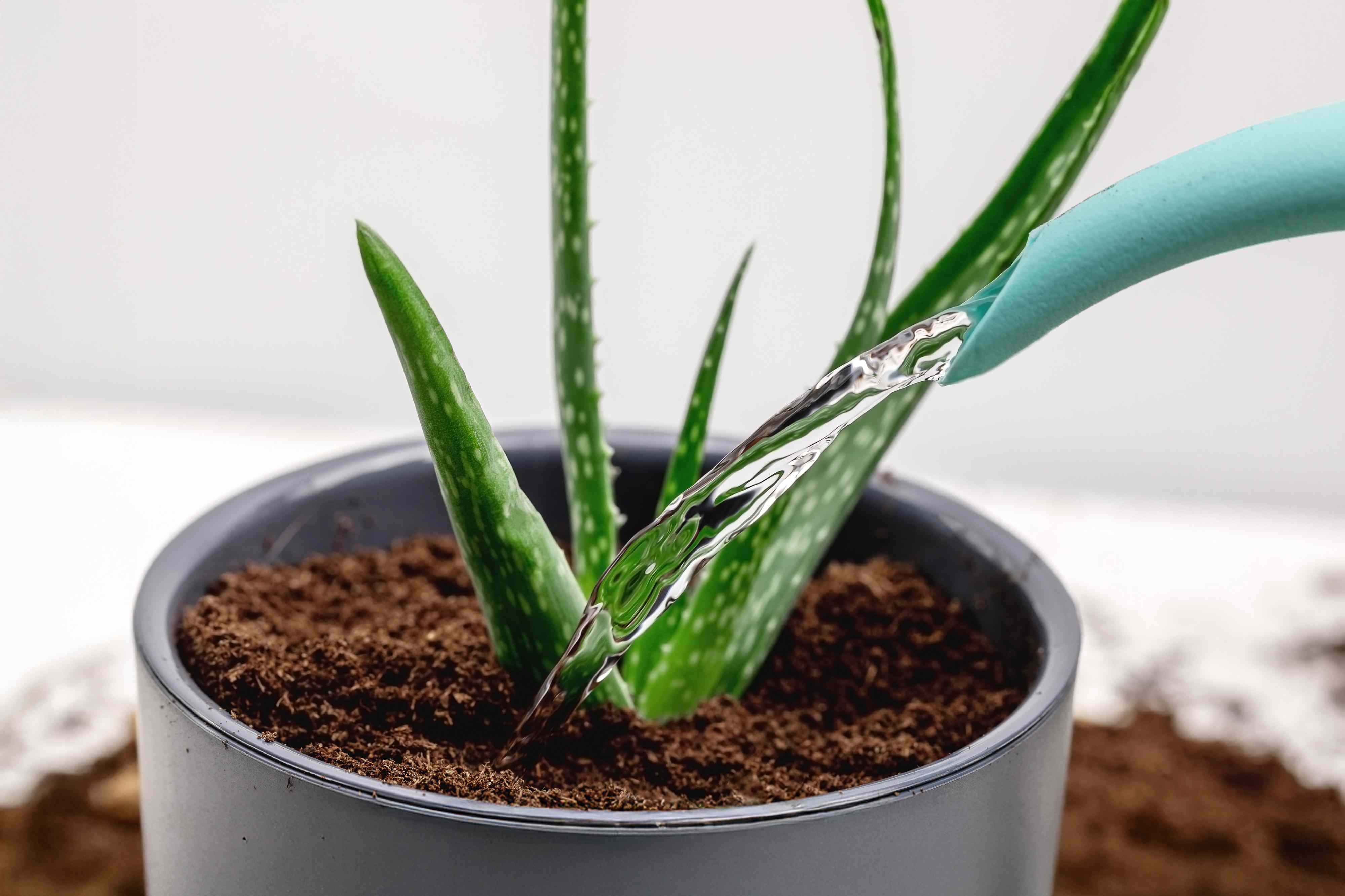 Your aloe might need water sooner than you think—here's how often to water it