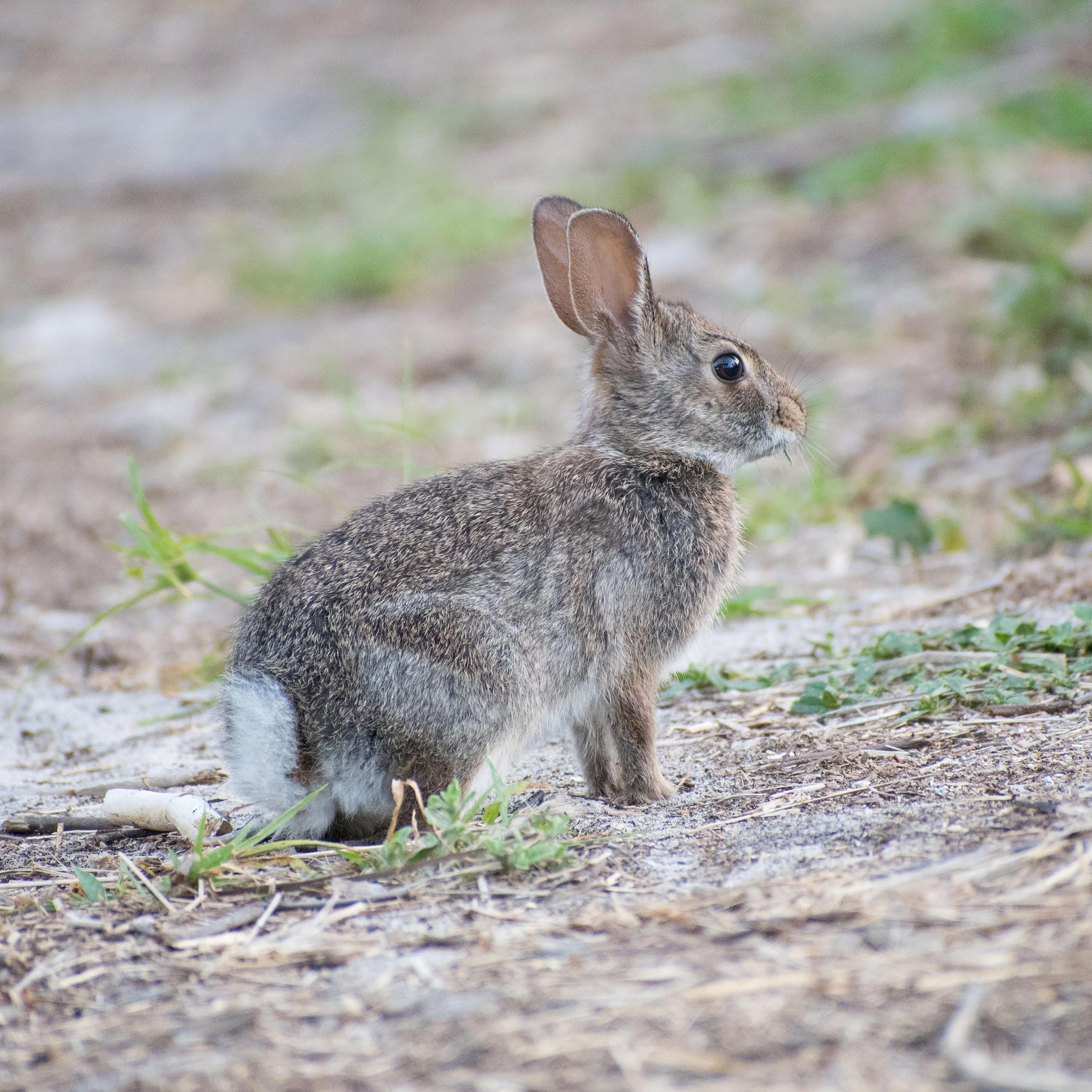 Rabbit with tentacles in Colorado? See if these infected rabbits have ...