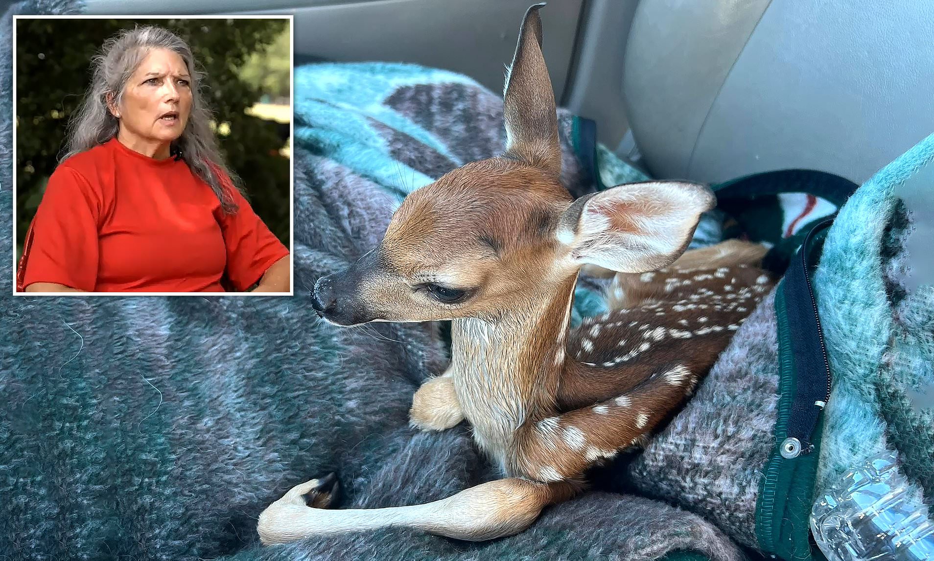 Animal lover nursed baby deer back to health...then wildlife officials
