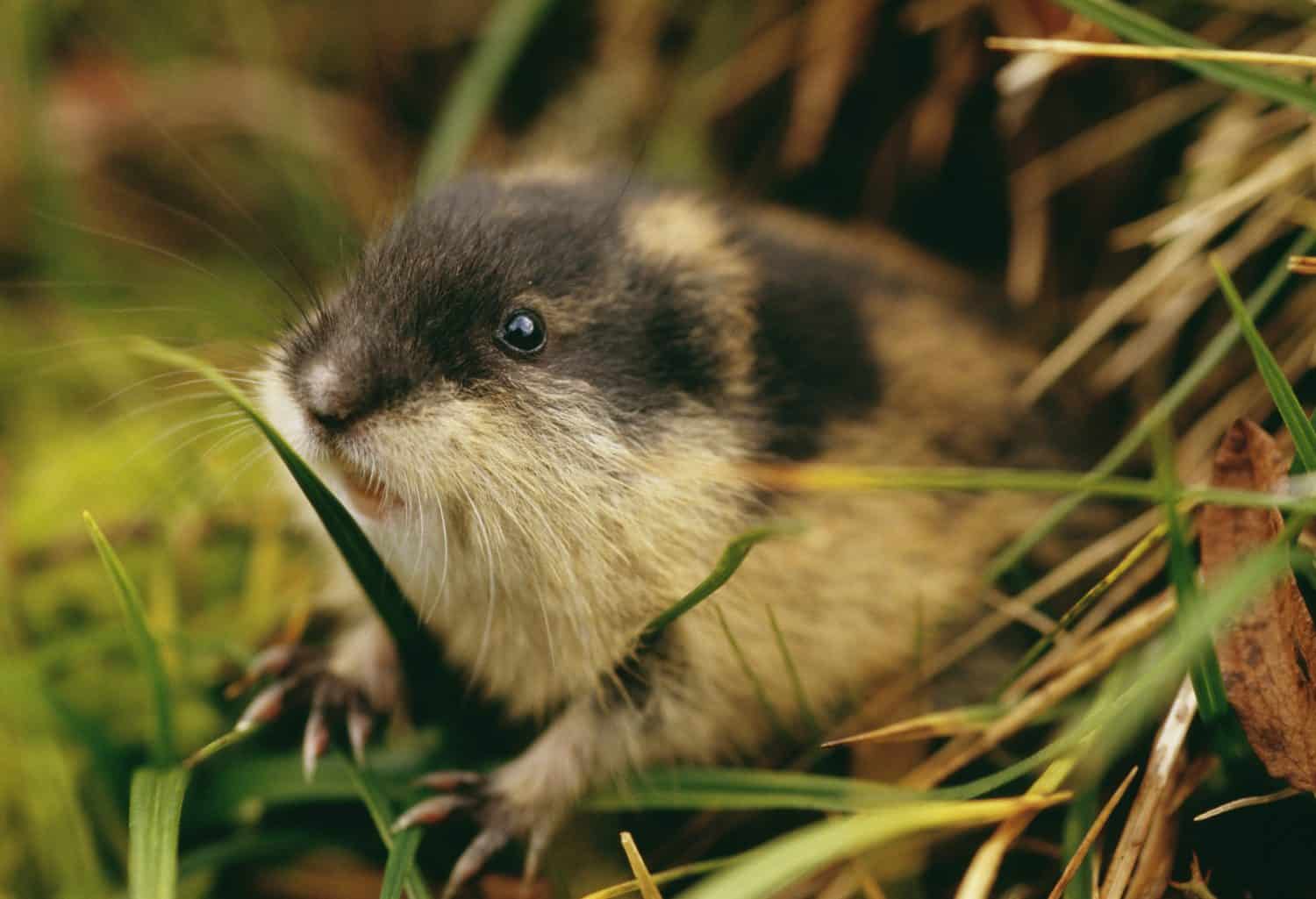 8. Norway Lemmings