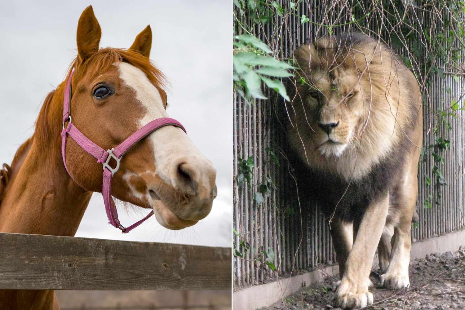 Woman Says She Donated Her Daughter's Pony to Viral Zoo to Be Eaten by