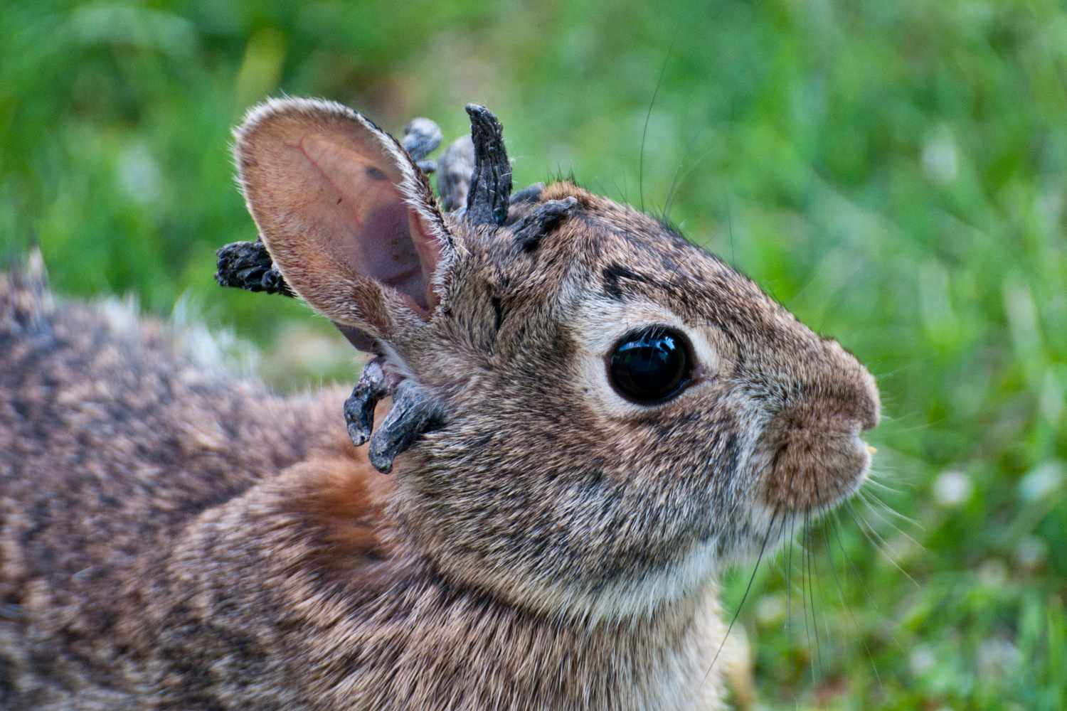 Virus in Colorado Creating 'Frankenstein' Rabbits with Eerie Tentacle ...
