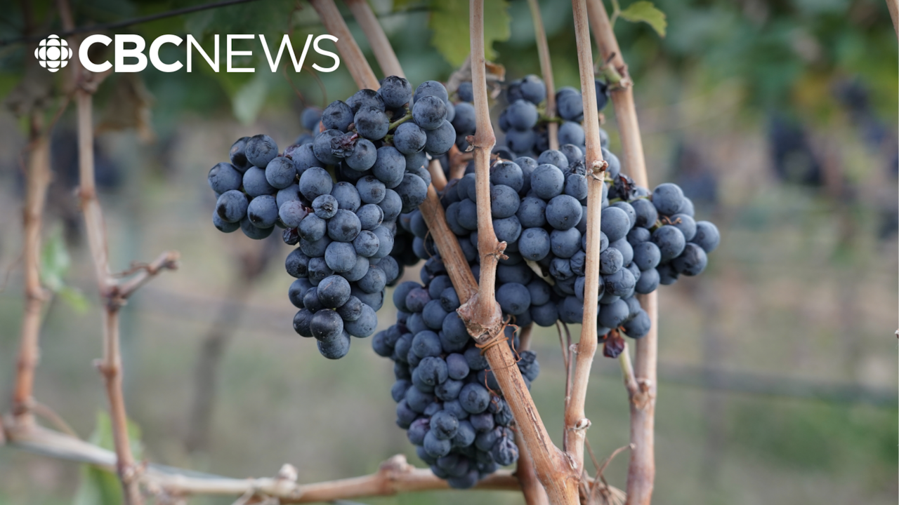 Why B C wineries had to resort to U S grapes to get through the season Why B C wineries had to resort to U S grapes to get through the season