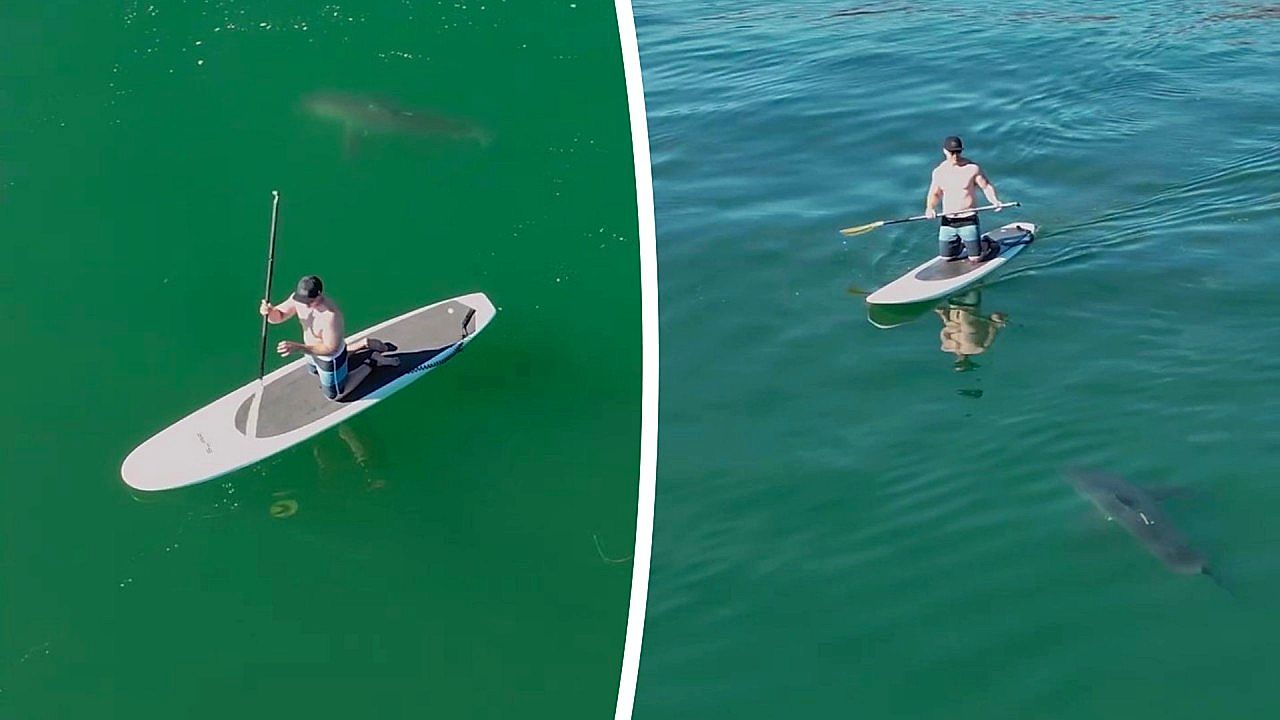 Drone spots juvenile great white shark circling California paddleboarder