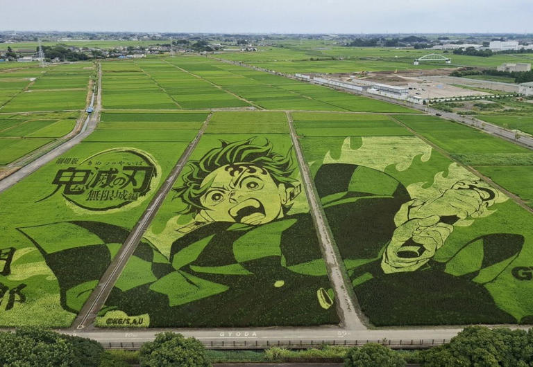 8月に見ごろを迎えた田んぼアート。竈門炭治郎が浮かび上がる＝埼玉県行田市で