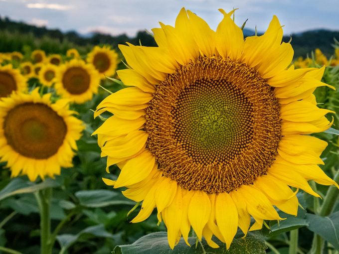 Sunflower Studs