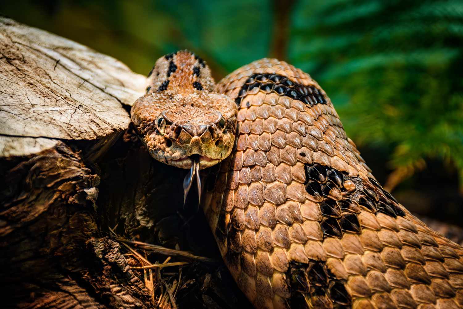 Man Dies After Getting Bitten by Venomous Snake He Picked Up During a Hike(01)