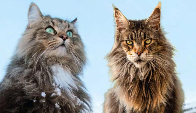 What is the Biggest Household Cat: Discover the Giant Breeds!