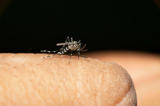 Aedes albopictus , Stegomyia albopicta, Culicidae family, also known as Asian tiger mosquito or forest mosquito. Vector of chikungunya virus, dengue