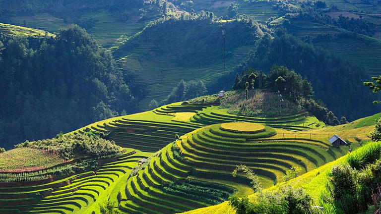 Aerial view of vibrant rice terraces in Vietnam.