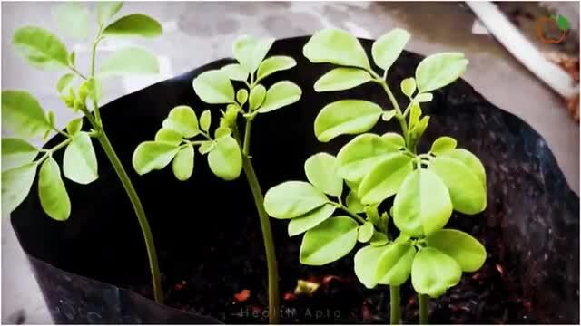 Eat Moringa DAILY and See What Happens to Your Body