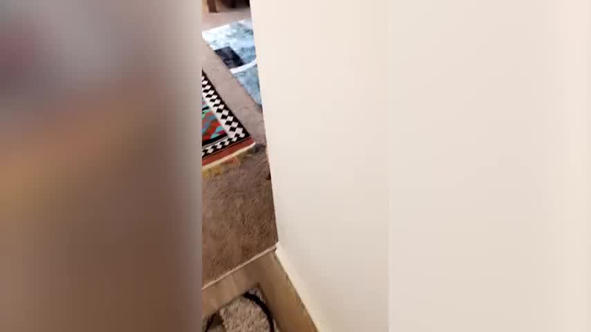 Cat Goes From Living In A Gutter To Living Like A Queen