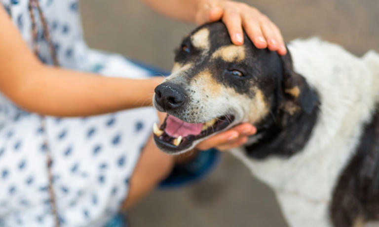 Qué significa que una persona acaricie siempre a perros en la vía ...