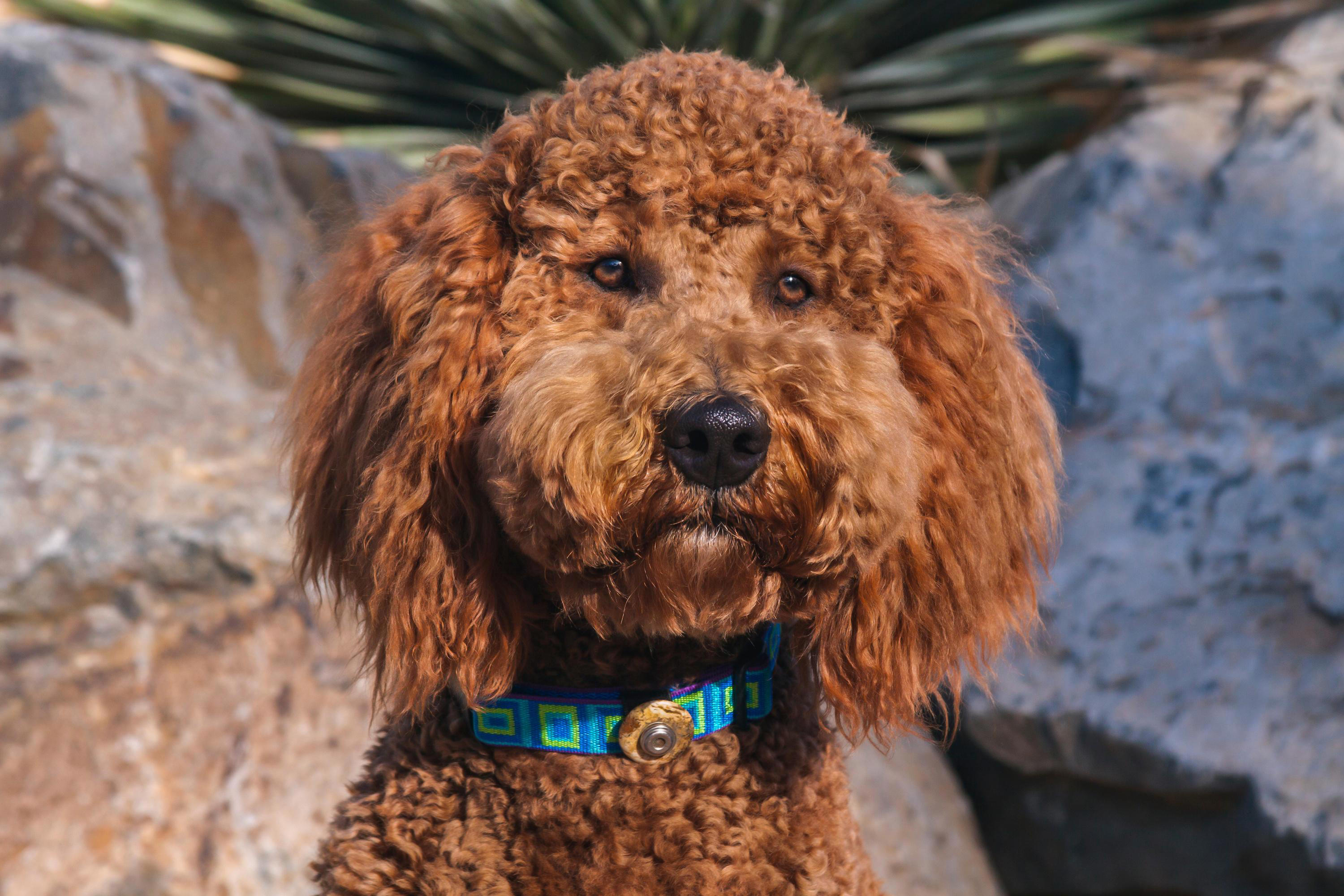 Labradoodle : héritier du labrador et du caniche il ne perd quasiment Labradoodle : héritier du labrador et du caniche il ne perd quasiment