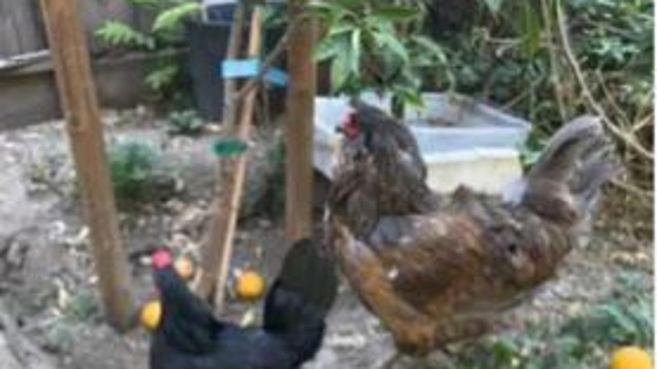 2 stolen chickens returned to San Jose farm, police still investigating