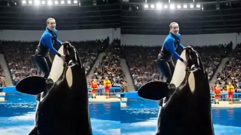 What Really Happened in the Jessica Radcliffe Orca Video
