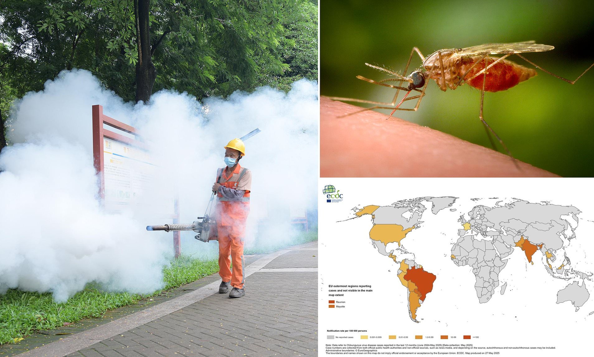 Cases of organ-destroying tropical virus being diagnosed in Britons have TRIPLED