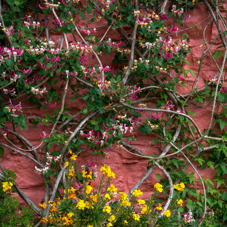 How to grow honeysuckle for stunning, fragrant blooms – they're a must ...