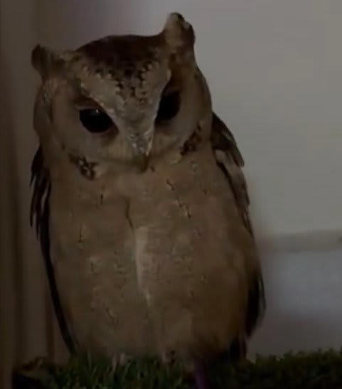 なんかよく分からないフクロウ 永田 鵄 в X: „～それはへんだよ～ フクロウ豆知識その4 「この