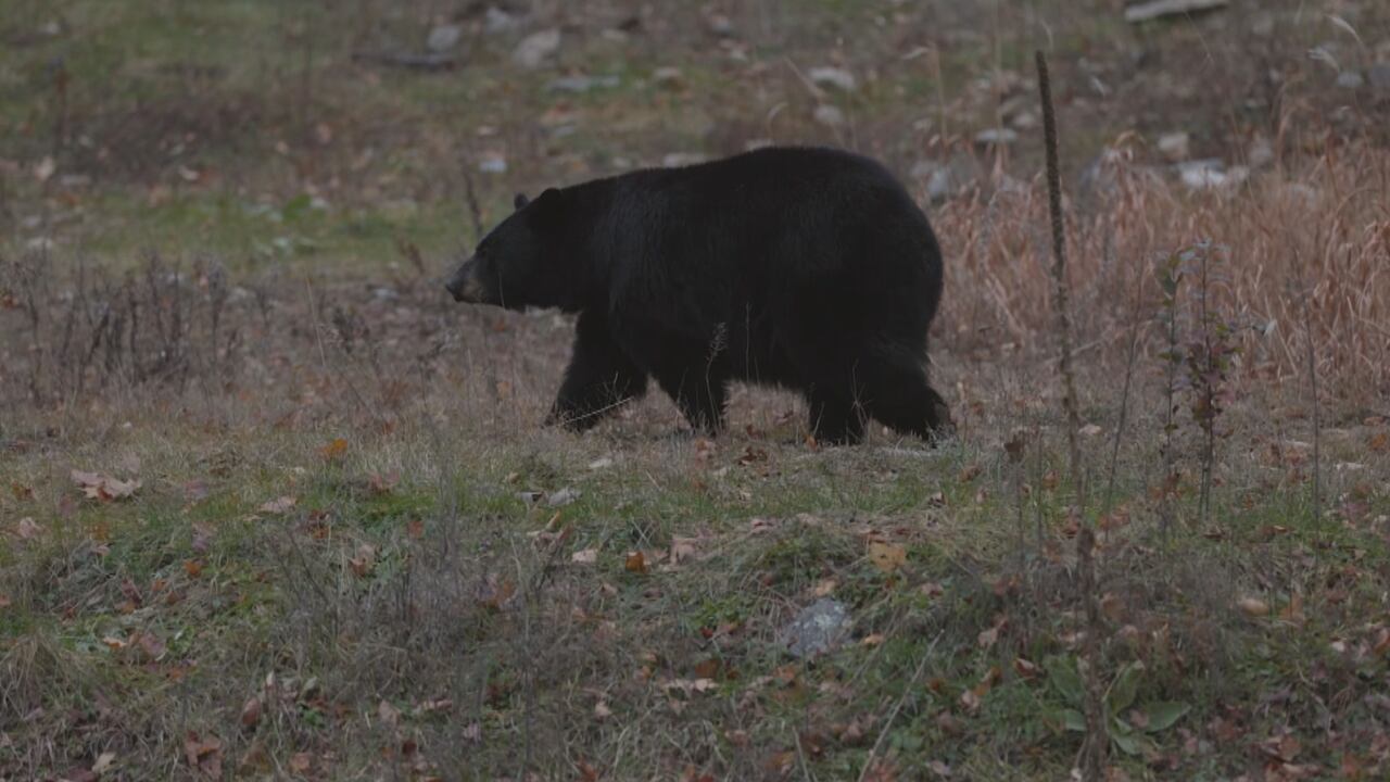Florida opens first bear hunting season in decade