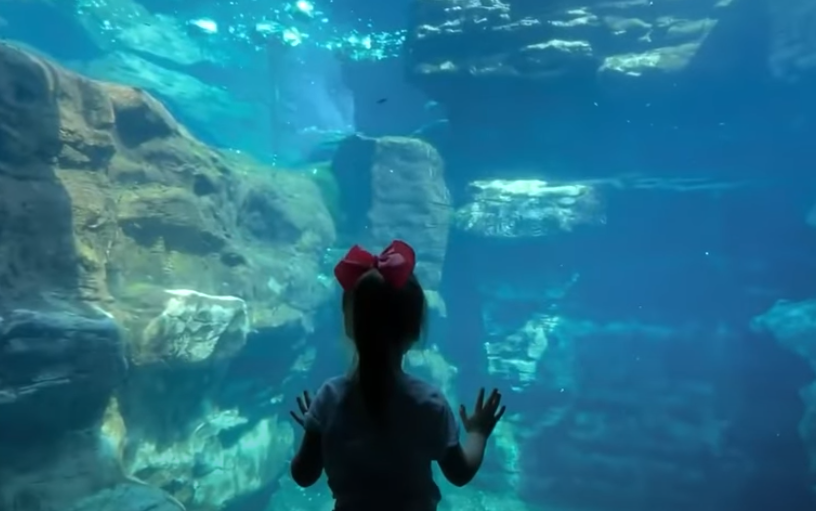 Quando o Mar se Revoltou: A Morte Chocante de Dawn Brancheau no Palco