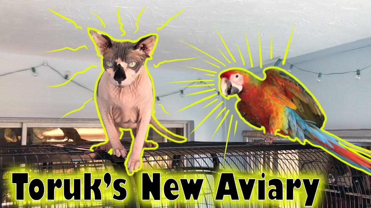 Picture of Amazon Jungle-Inspired Aviary Setup for Macaw