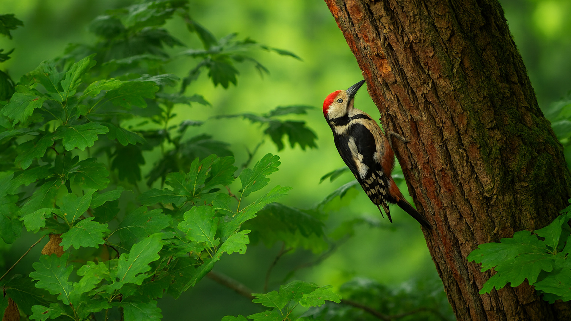 Stampo Gommoso Per Faccina Sorridente Da 3,2 Ml - 192 Cavità | Gummy Molds - Foto 5