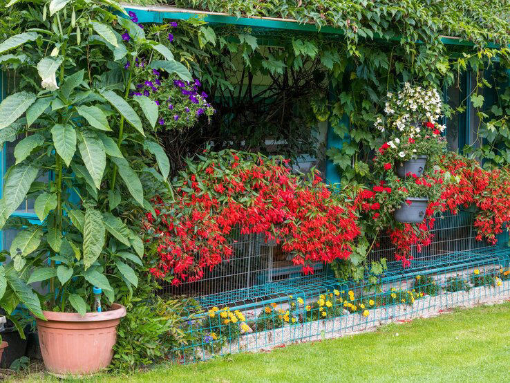 Balkonliebling Begonie: Auf diese eine fliegen sogar Bienen