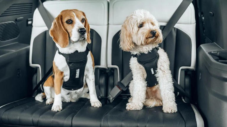 Importance of Dog Harness for Car Safety: Essential Protection Tips