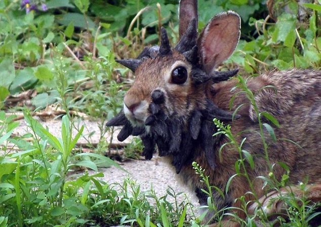 ‘Frankenstein’ rabbits with tentacles sprouting from faces are ...