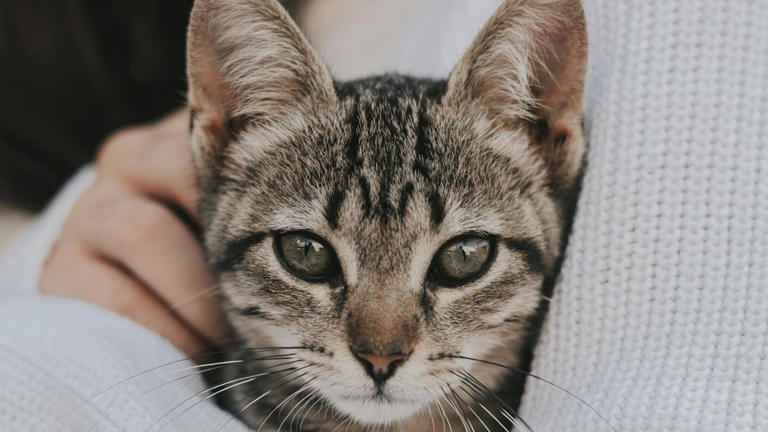 Gatos: Elige uno según tu estilo de vida