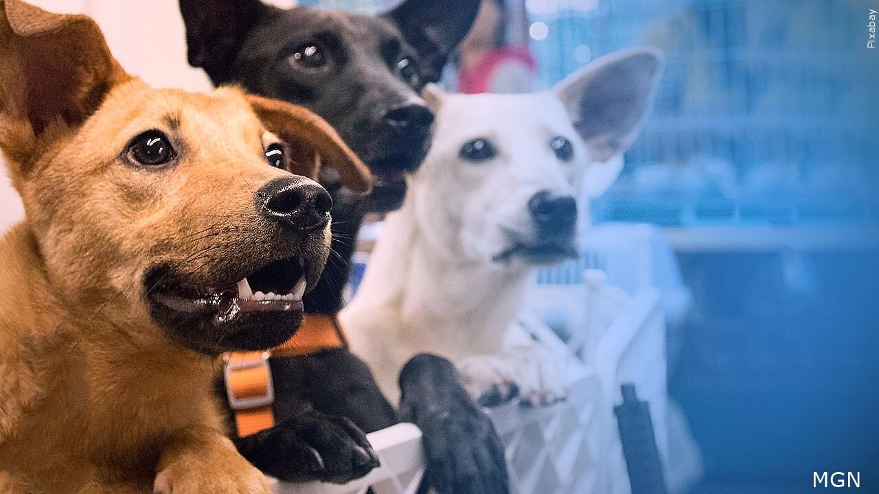 Webb County sheriff defends animal rescue investigation after protest