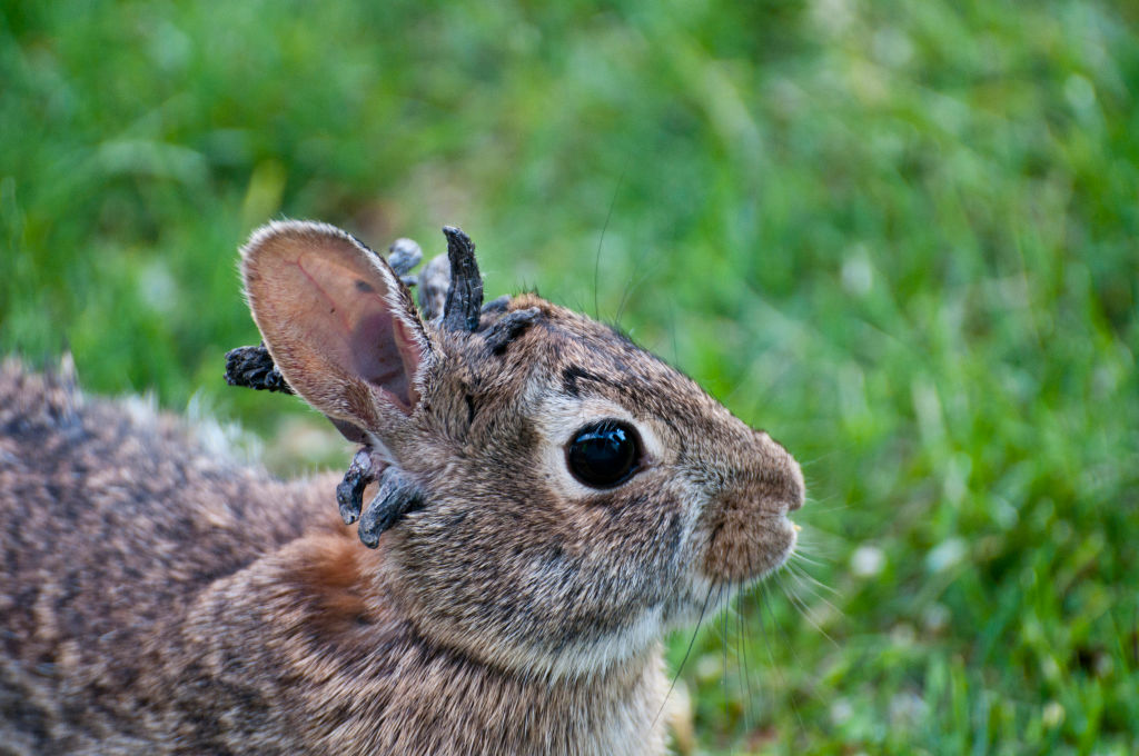 What to Know About the Horned 'Zombie' Rabbits Hopping Around Colorado