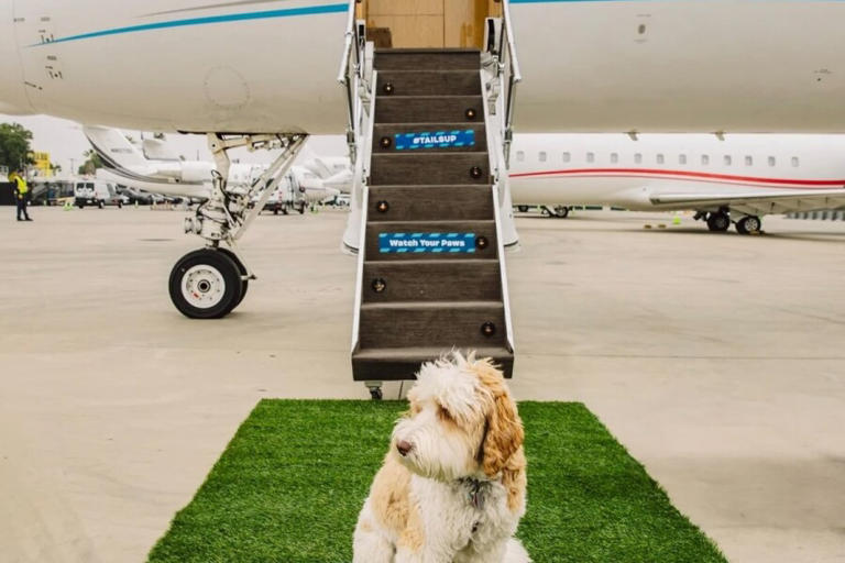 Air Travel With Service Dog: Essential Tips for Stress-Free Flights