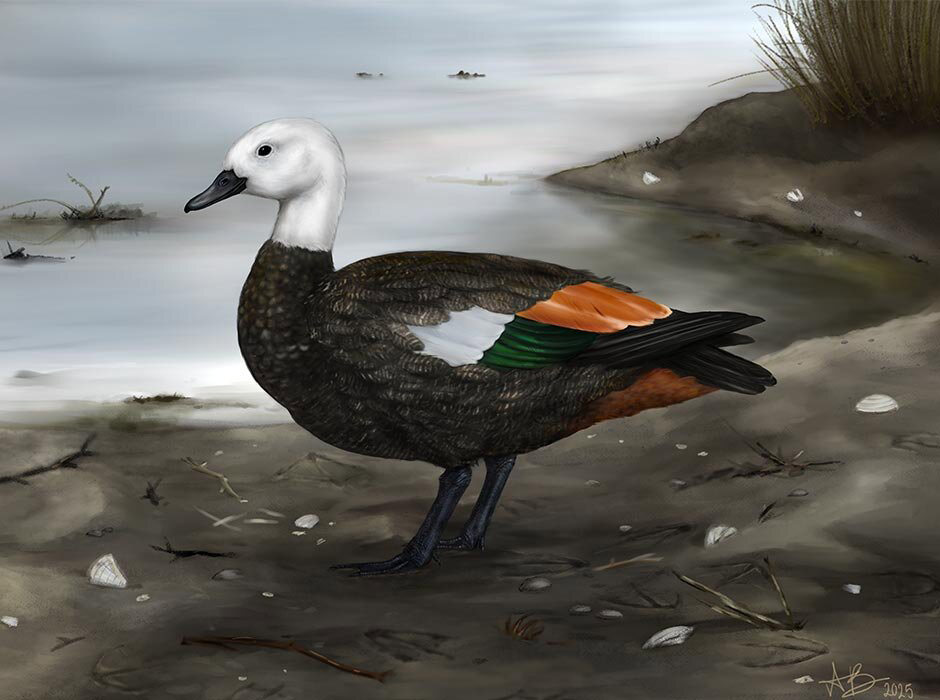#39 Use it or lose it #39 : How an island changed a bird species #39 Use it or lose it #39 : How an island changed a bird species