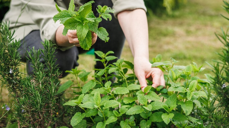 Companion Plants That Will Safeguard Your Rosemary Plants From Pests