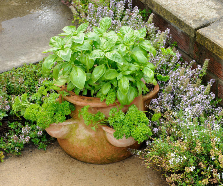 If you struggle to keep your basil plant alive, try these 3 expert ...