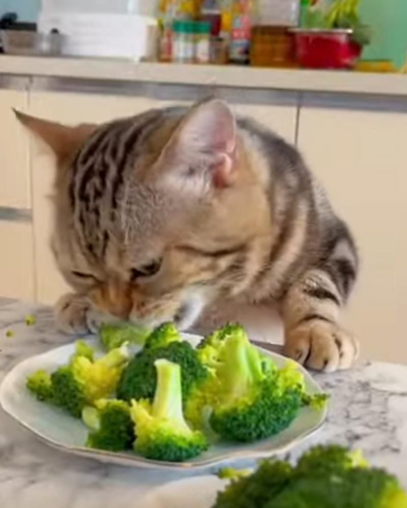 14 Foto Kucing Lucu Saat Makan, Menggemaskan dan Mengocok Perut