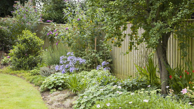 5 most common tree disputes with neighbours — and how to resolve them
