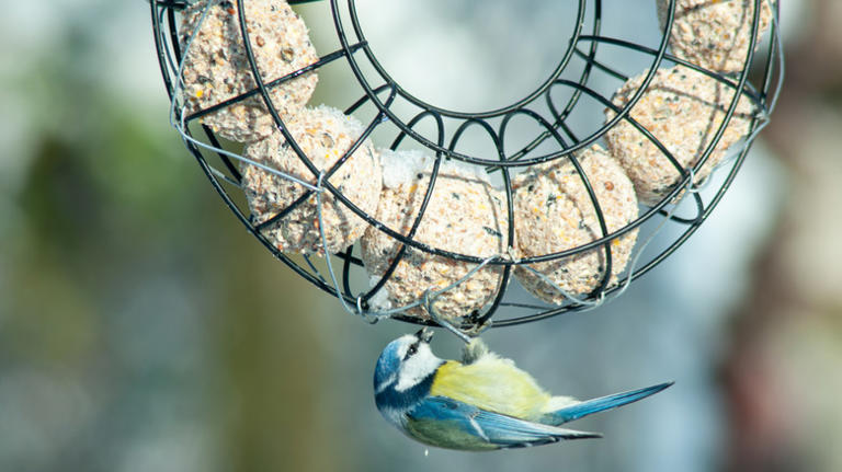 Does Suet Attract Birds: Proven Tips to Lure Feathered Friends