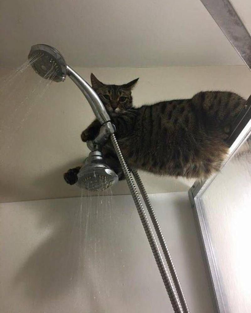 12 Foto Lucu Kucing di Kamar Mandi, Tingkah Menggemaskan