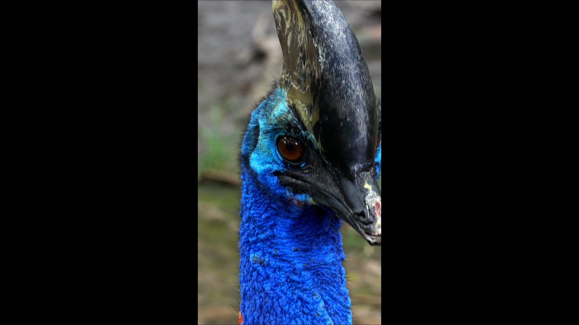 Cassowary Close-Up: A Rare Glimpse of Nature's Helmet.