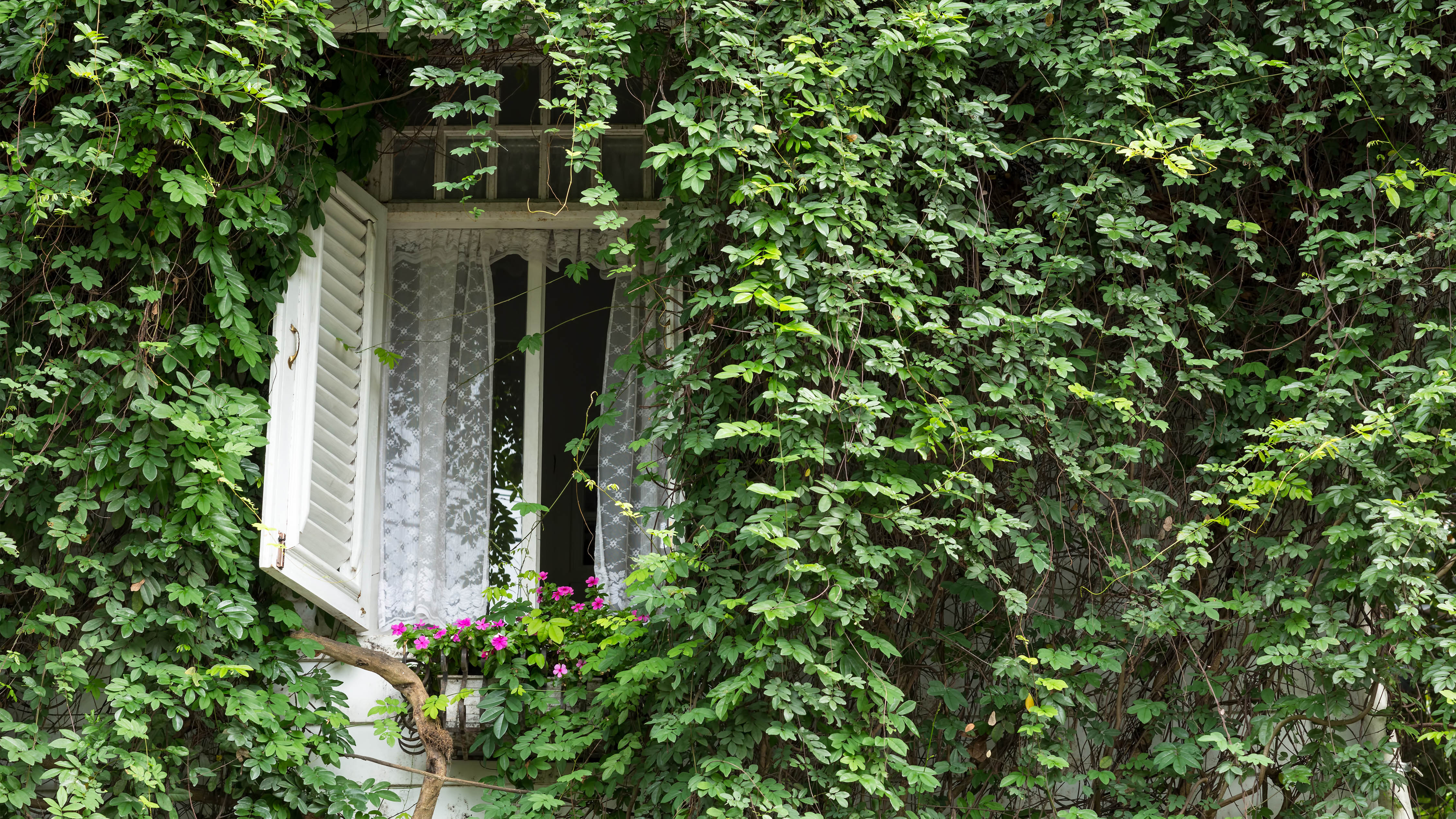 English Ivy growing on the side of a house with an open window